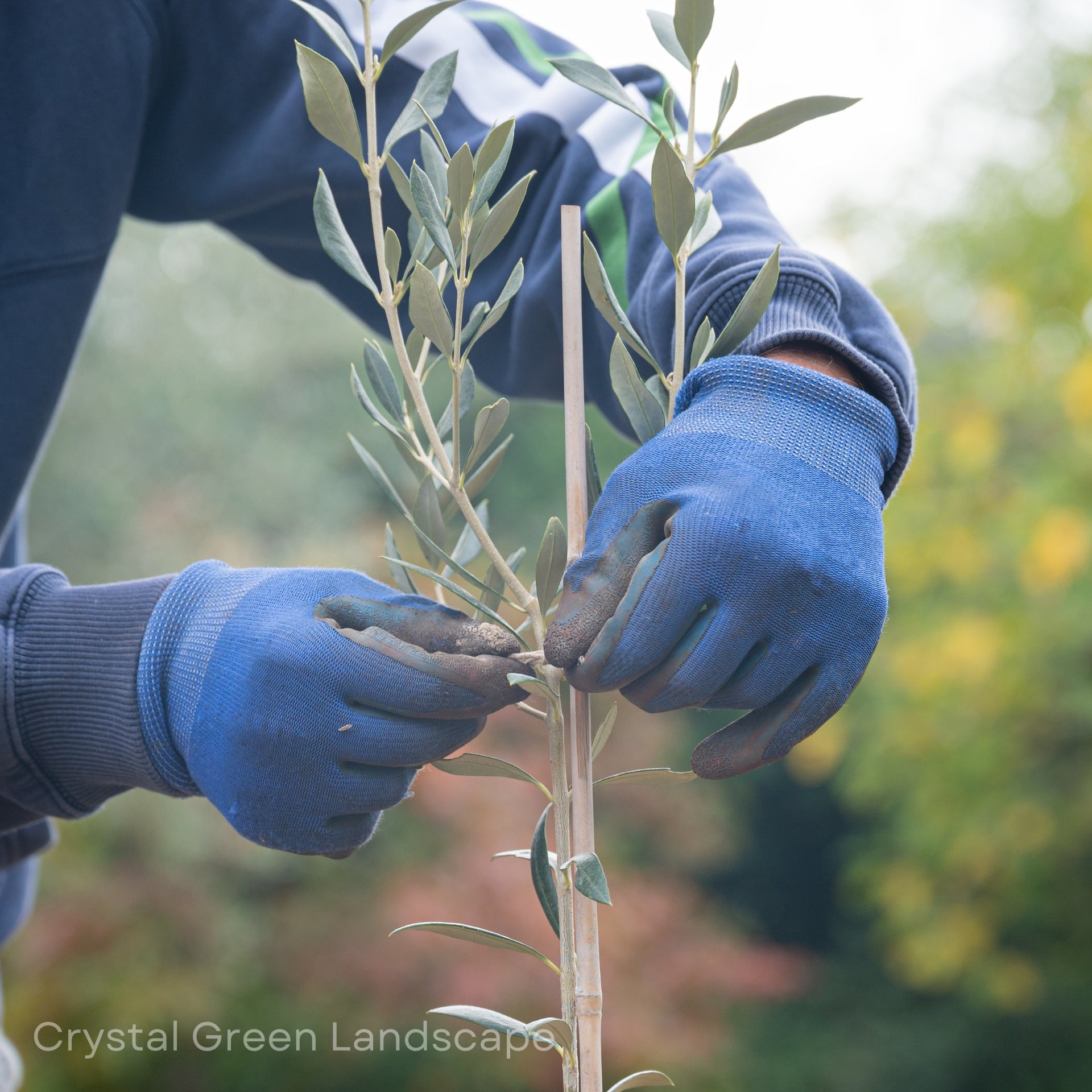 Garden Maintenance Services in Dubai