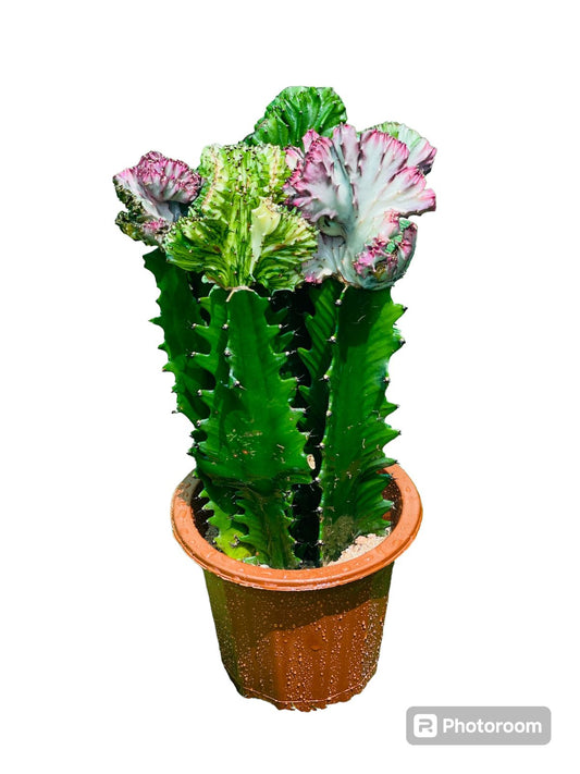 Euphorbia Cactus Plant in Dubai