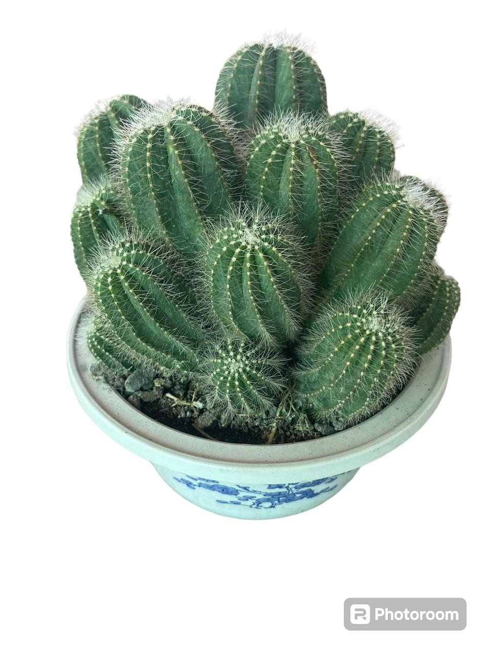 Balloon Cactus Plant | Outdoor Cactus Plants in Dubai