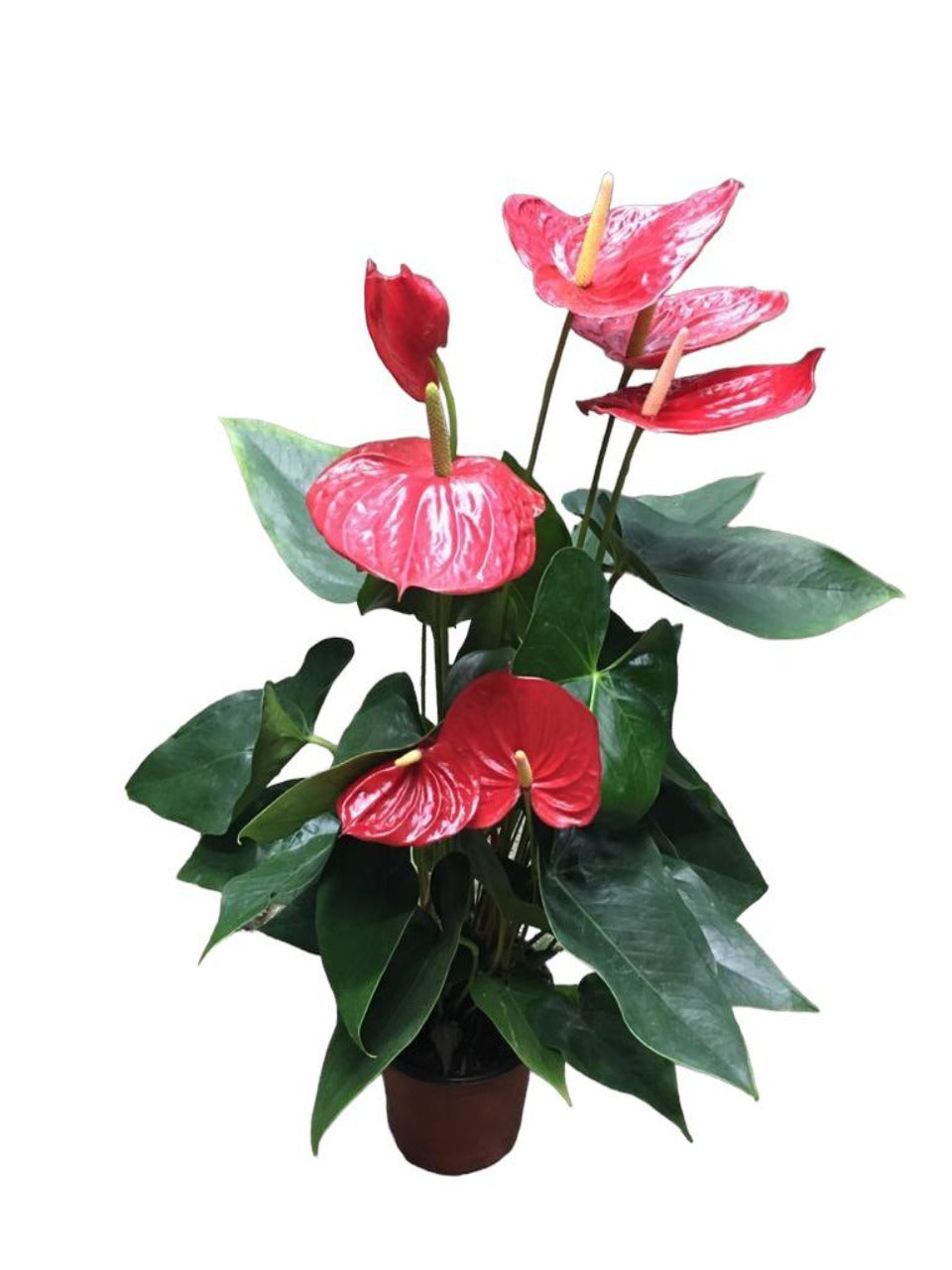 Anthurium Red | Best Indoor Plants in Dubai