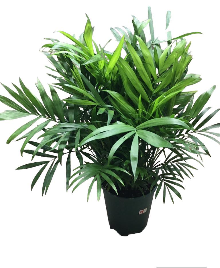 Chamaedorea Elegans Plant | Best Indoor Plants in UAE