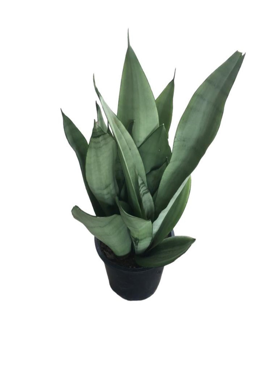 Sansevieria Moonshine Plant | Best Indoor Plants in Dubai