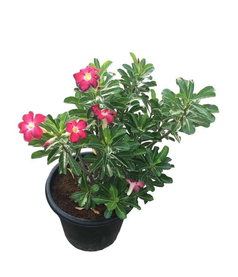 Adenium Obesum Pink | Outdoor Plants in Dubai