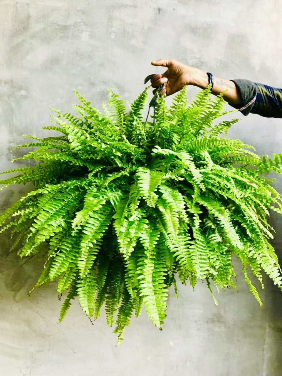 Nephrolepis exaltata-Boston fern - Best Indoor Plants in Dubai