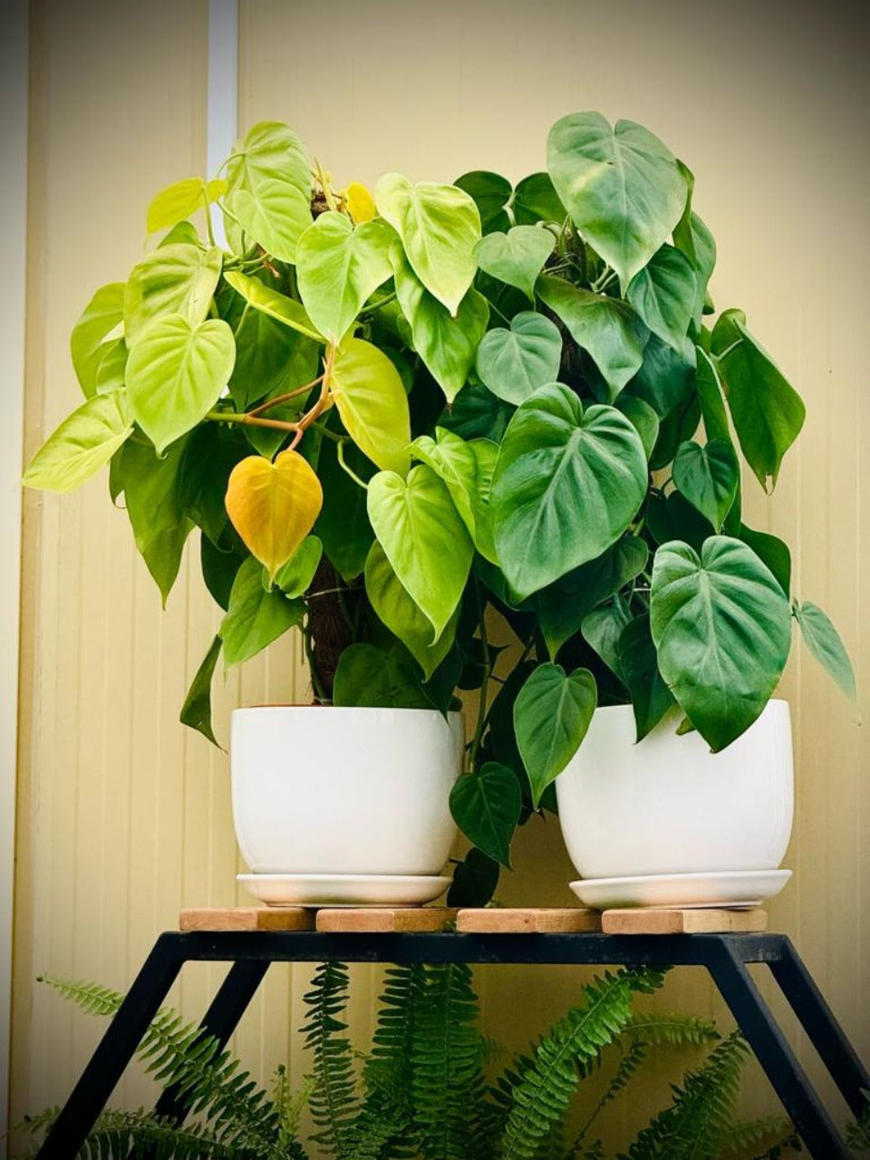 Philodendron scanden Plant | Best Outdoor Plants in Dubai