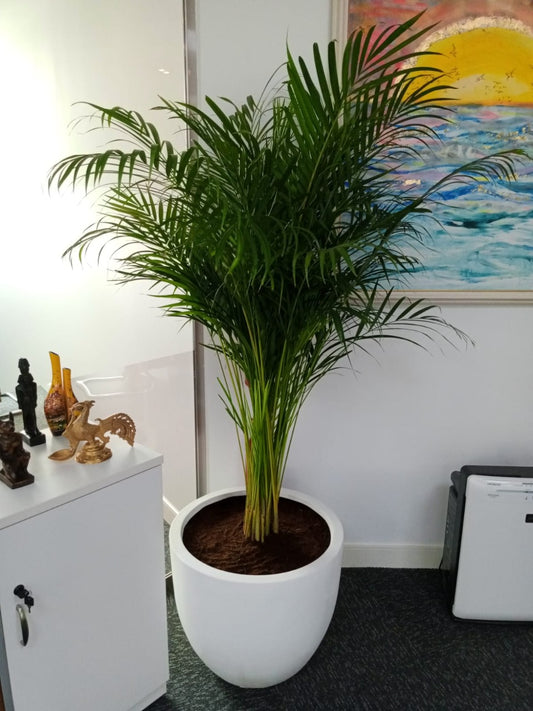 Areca Plam | Best Indoor Plants in Dubai