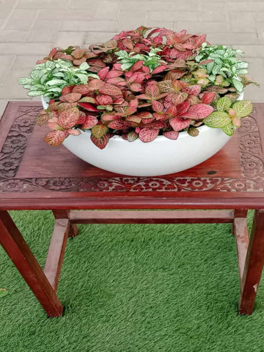 Fittonia Indoor Plant in Dubai | Best Indoor Plants in Dubai