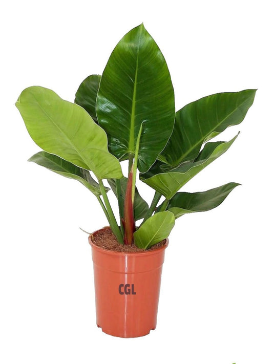 Philodendron Imperial Green | Best Office Plants in Dubai