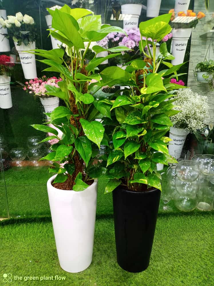 Money Bedroom Plant | Best Indoor Plants in Dubai