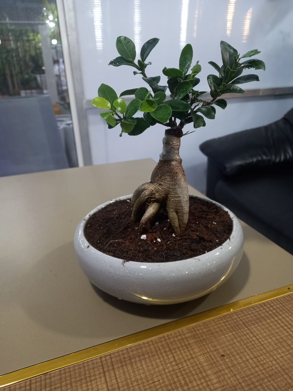 Ficus Bonsai | Best Indoor Plants in Dubai