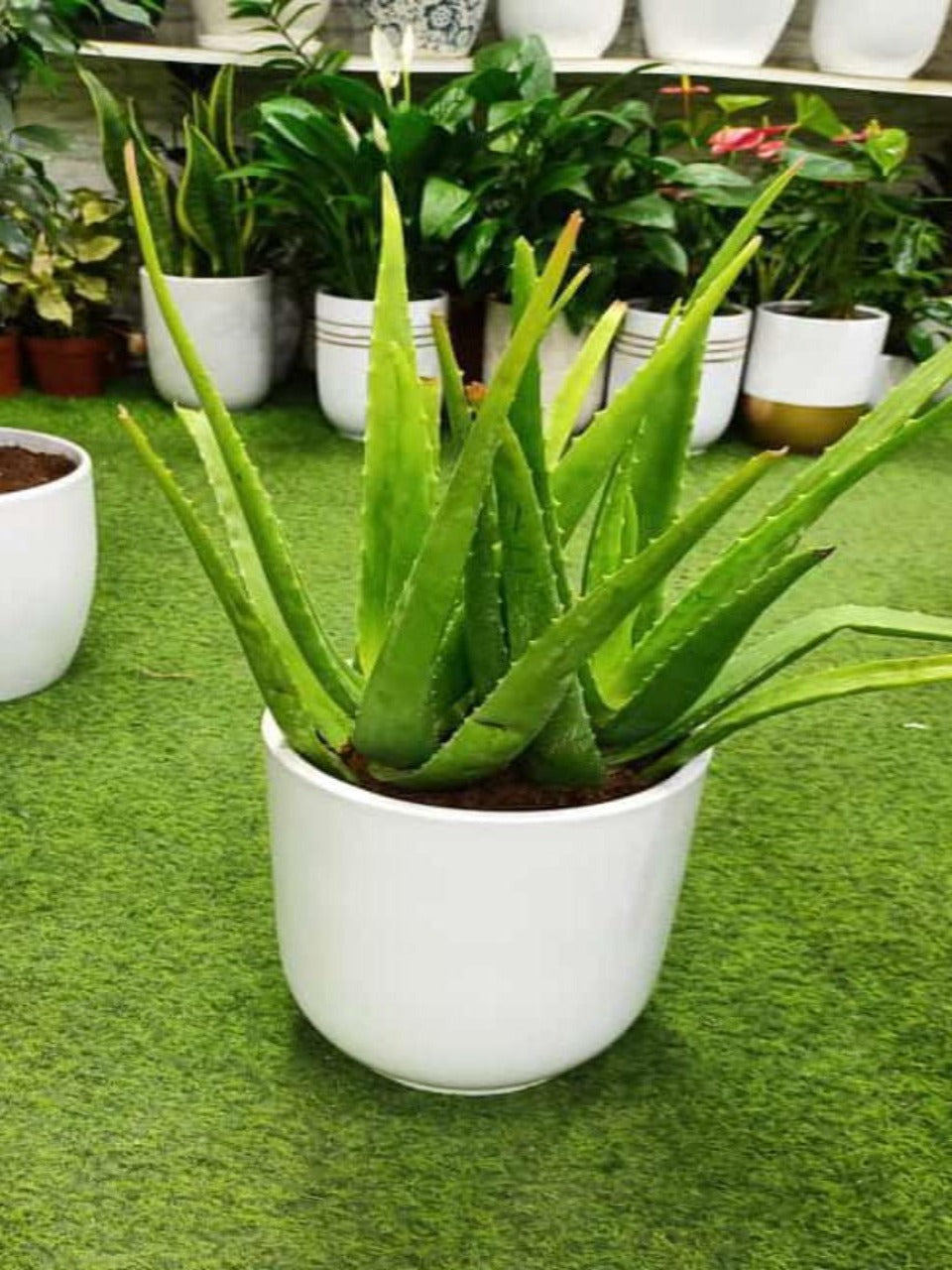 Aloe Vera | Outdoor Plants in Dubai