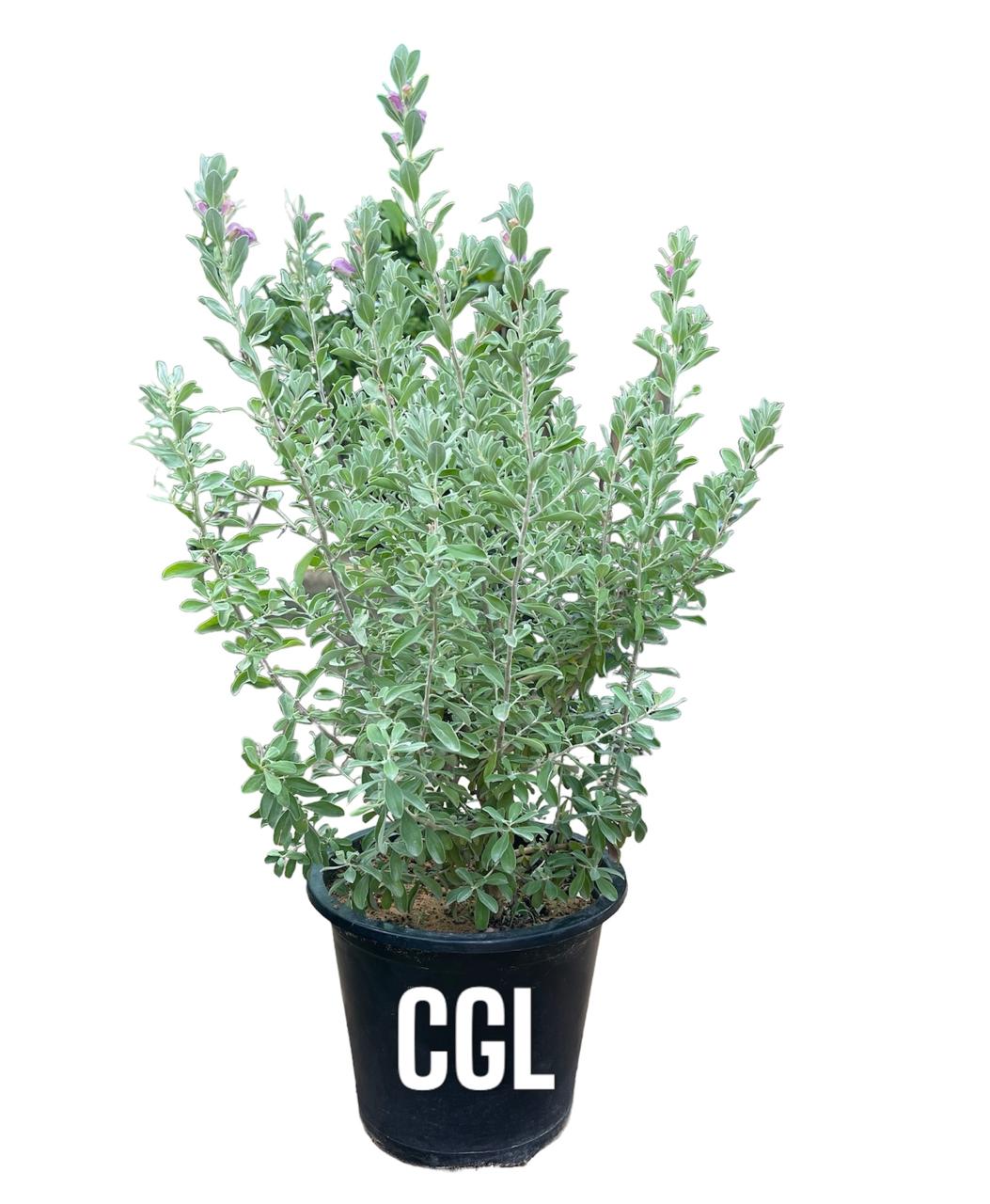 Leucophyllum Frutescens | Outdoor Plants in Dubai