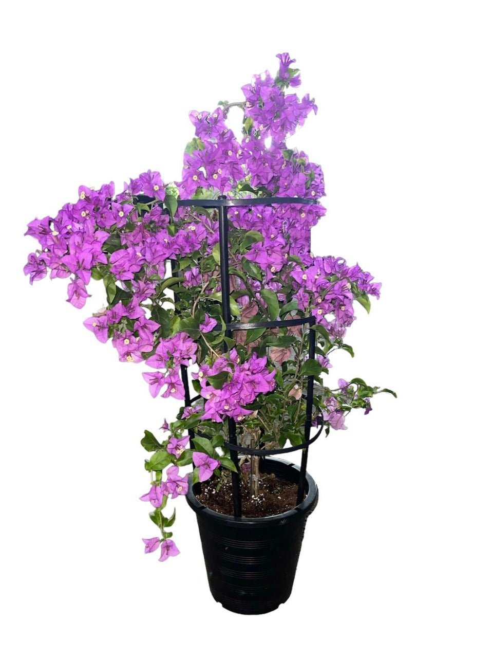 Bougainvillea | Outdoor Plants in Dubai