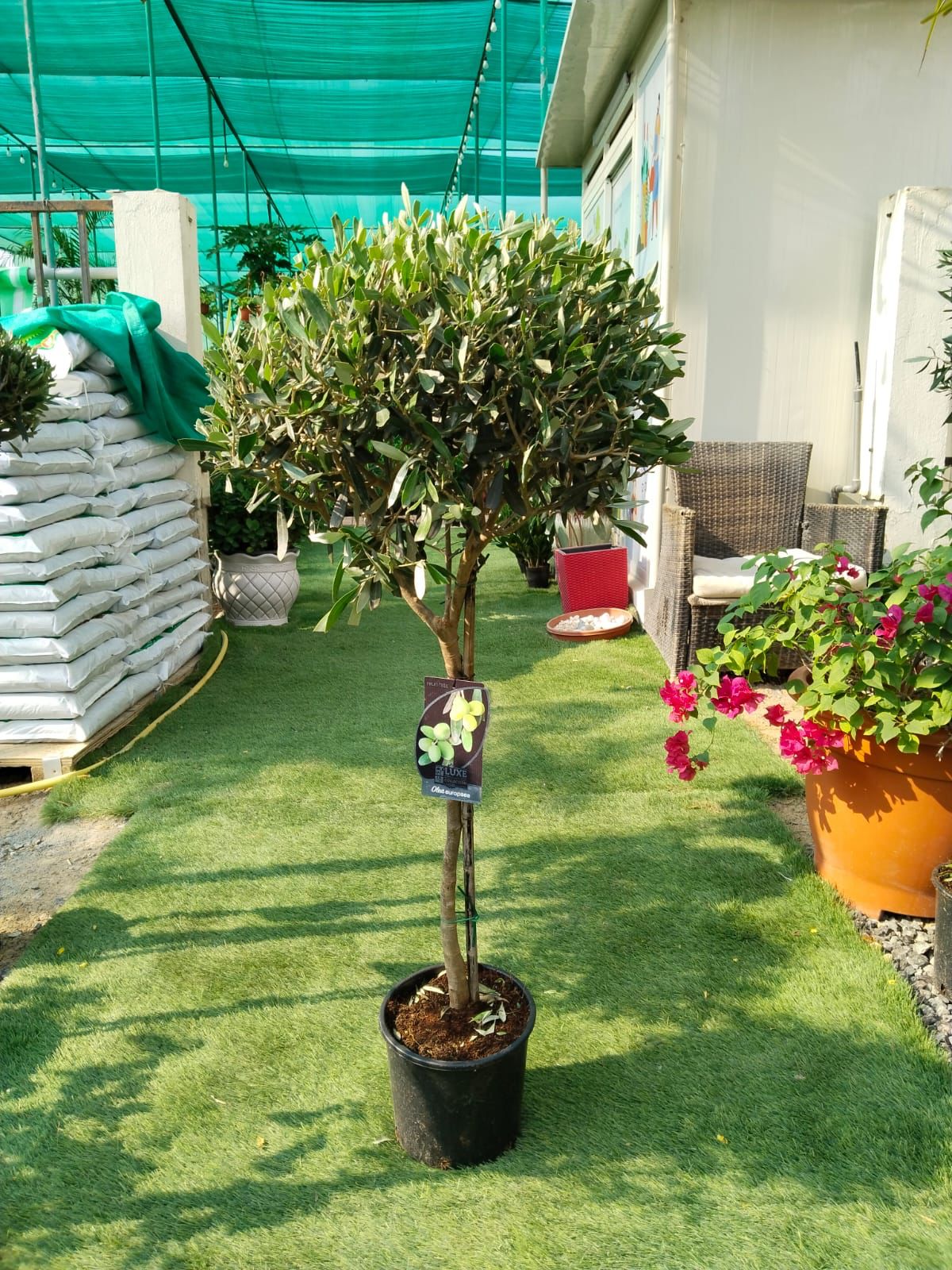 Olive One Head | Best Indoor Plants in Dubai