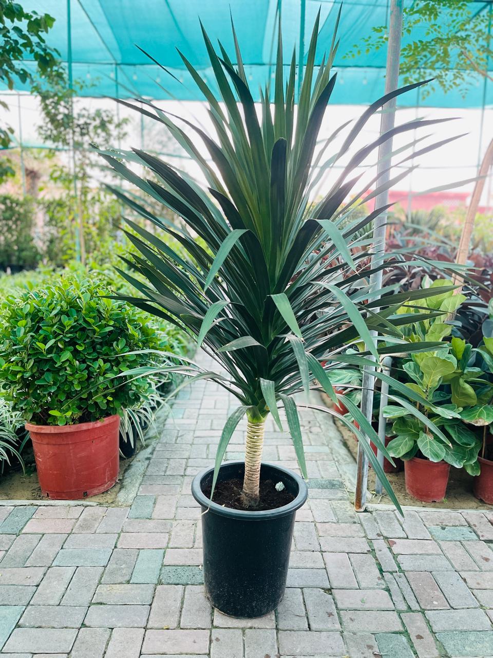 Yucca Indoor Plant | Best Indoor Plants in Dubai