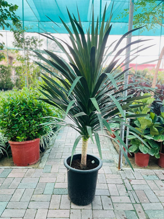 Yucca Indoor Plant | Best Indoor Plants in Dubai