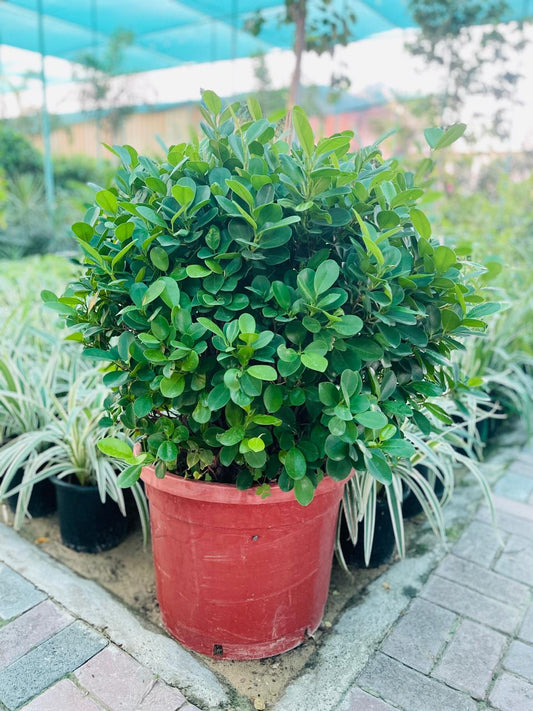 Ficus Ball | Best Indoor Plants in Dubai