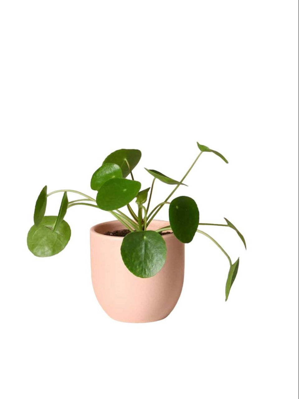 Chinese Money Plant | Best Indoor Plants in Dubai