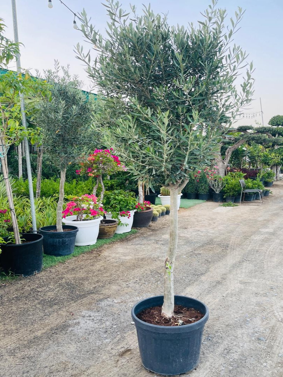 Olive Tree Collection | Best Outdoor Trees in Dubai