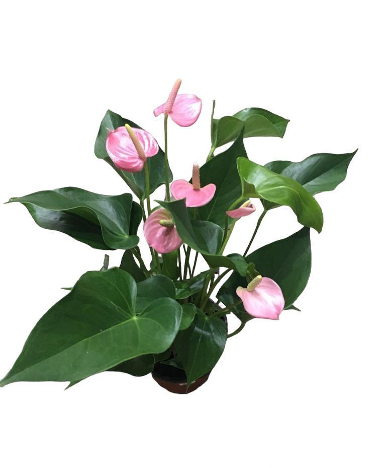 Anthurium Red | Indoor Plant