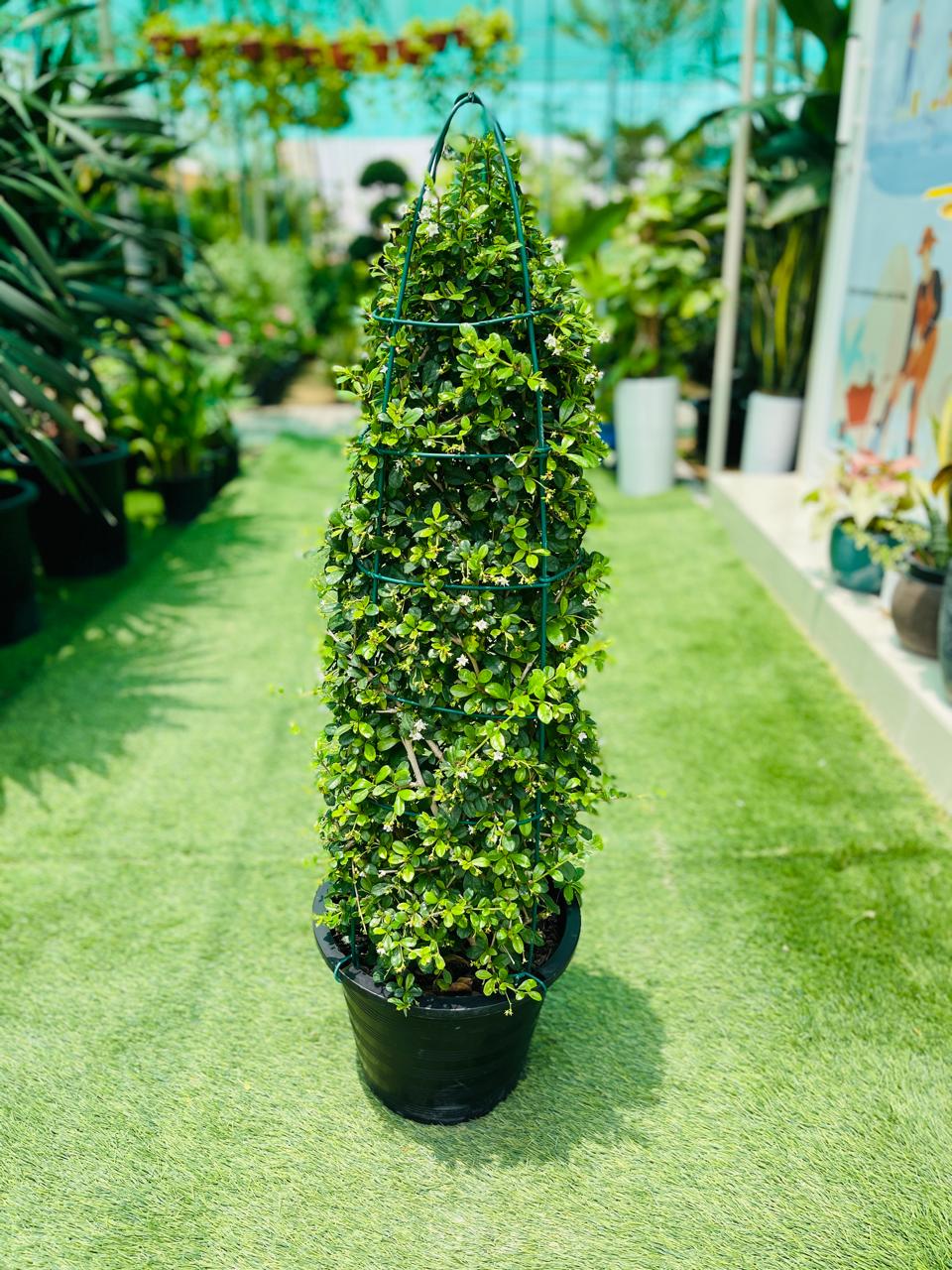 Ehritia Microphylla | Outdoor Plants in Dubai