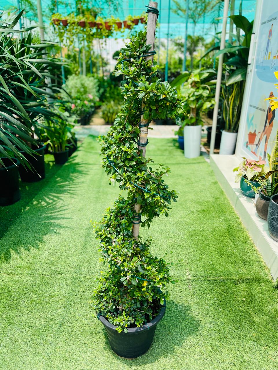 Ehritia Spiral Plant | Outdoor Plants in Dubai