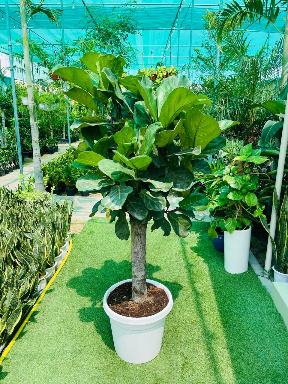 Ficus Lyrata | Best Indoor Plants in Dubai