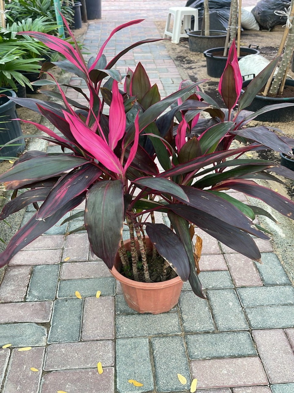 Cordyline Plant | Best Office Plants in Dubai