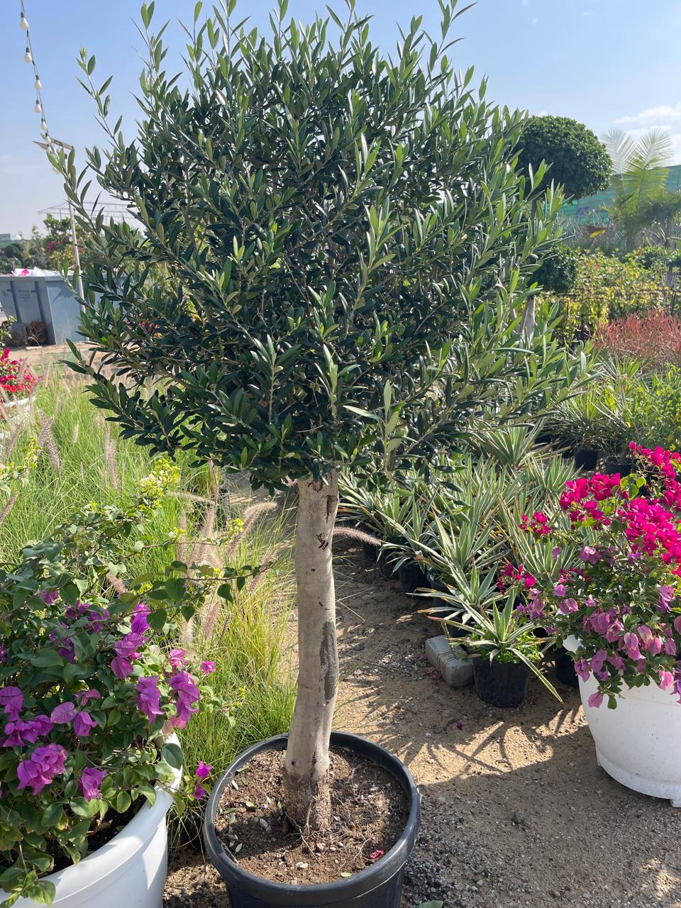 Olive Tree Ball Head | Outdoor Trees in Dubai