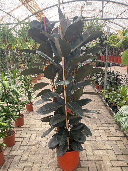 Ficus Elastica - Best Office Plants in Dubai