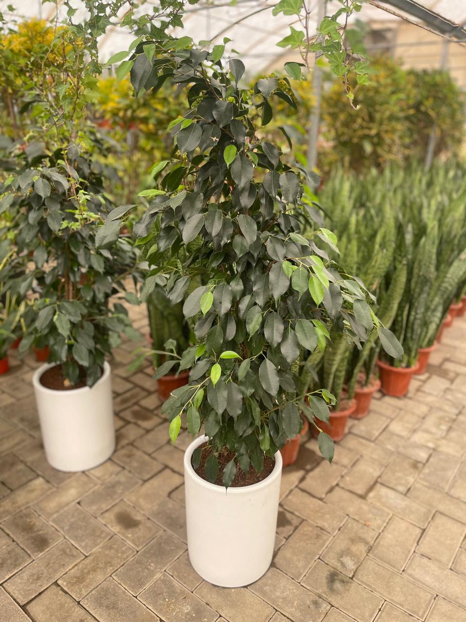 Ficus Benjamina | Office Plants in Dubai