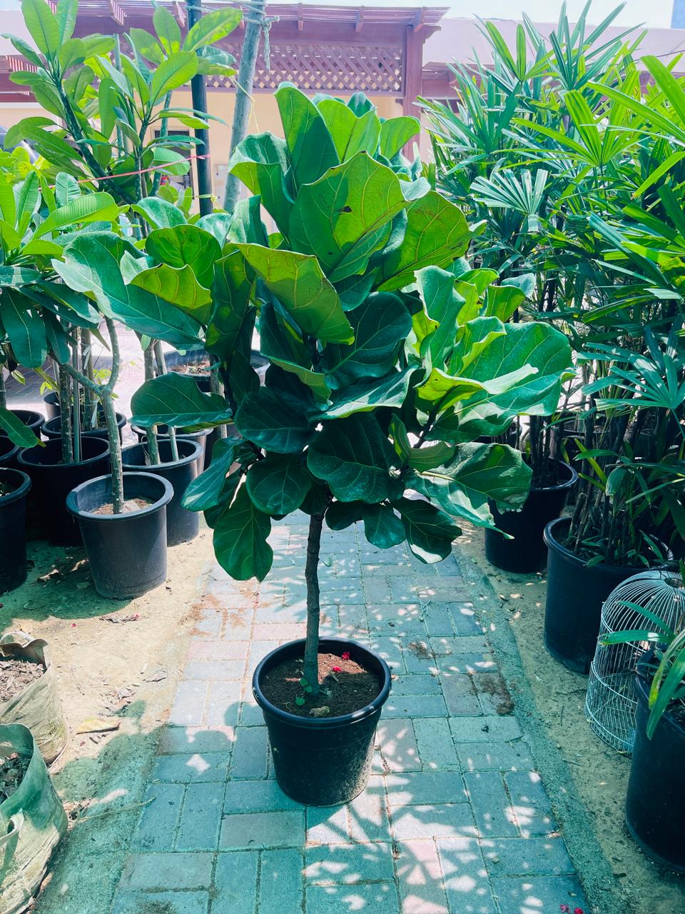 Ficus Lyrata (Fiddle Leaf Fig) | Office Plants in Dubai