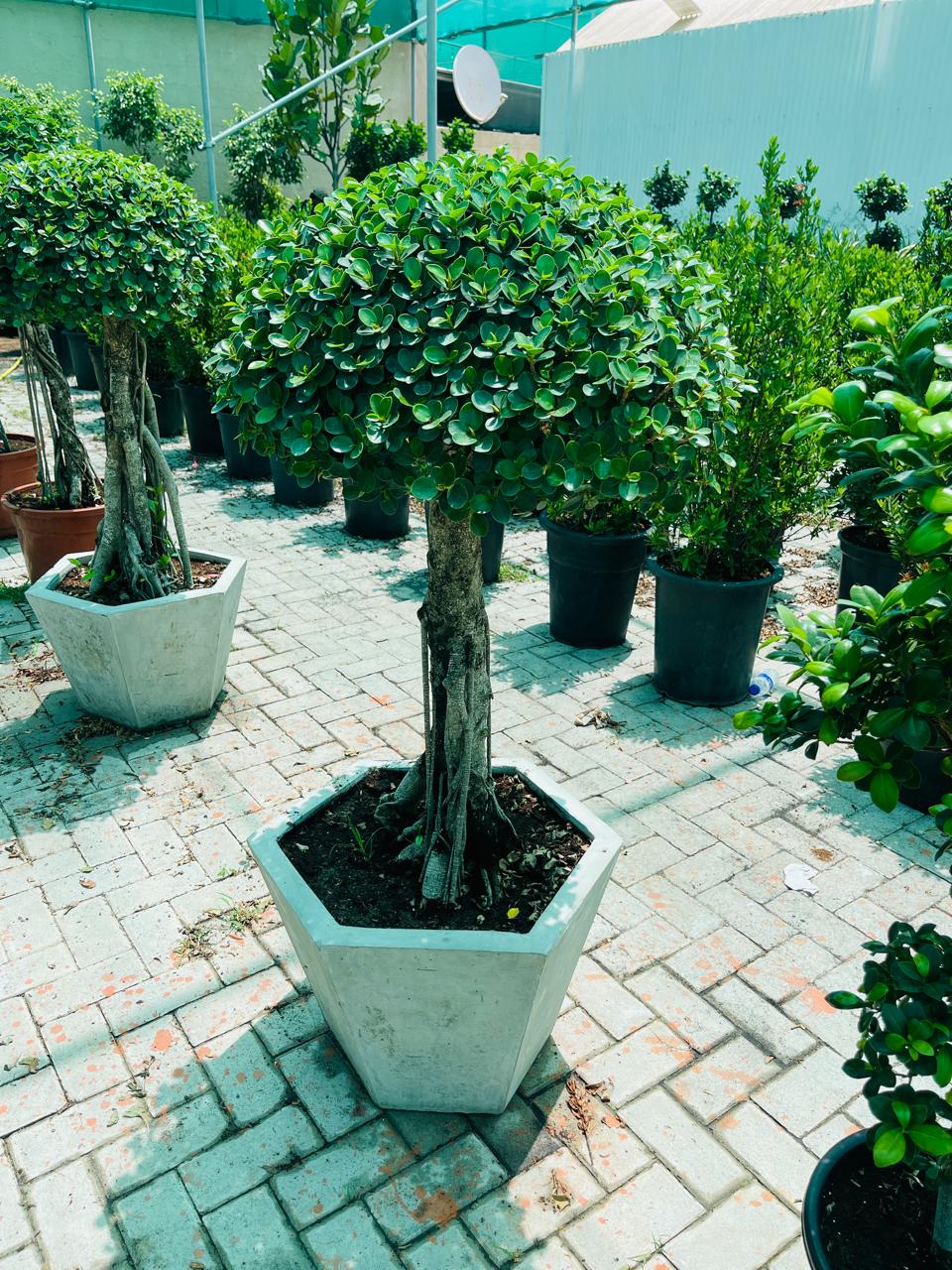 Ficus Single Head Microcarpa | Outdoor Plants in Dubai