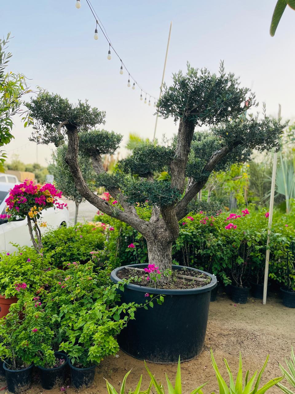 Buy Multi Head Olive Bonsai Plant in Dubai