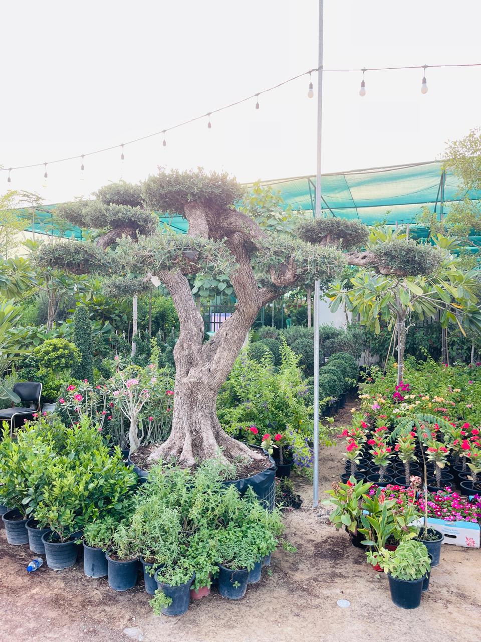 Olive Tree Multi Head | Outdoor Trees in Dubai