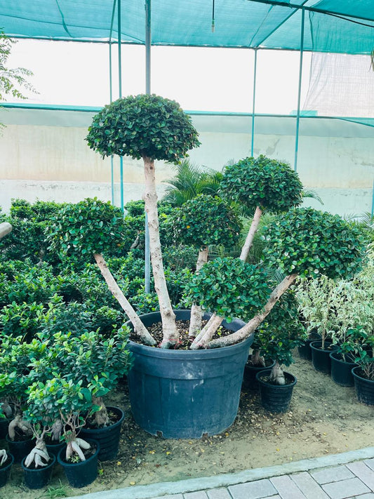 Ficus Microcarpa | Outdoor Plants in Dubai