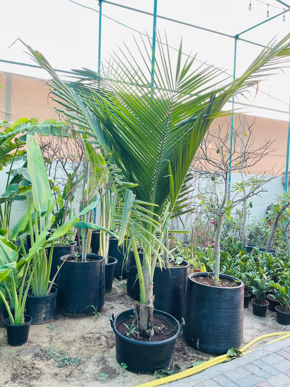 Coconut Palm in Dubai