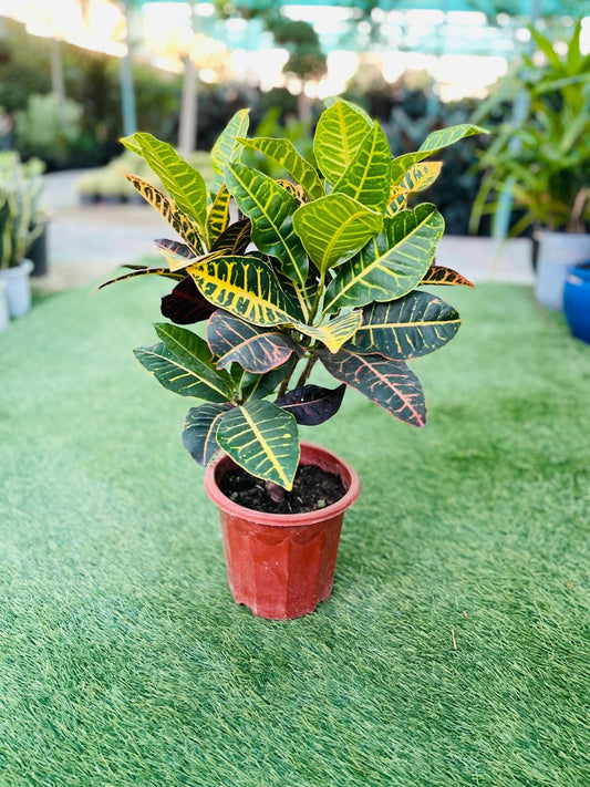 Vibrant Codiaeum Variegatum (Croton)- Best Office Plants in Dubai