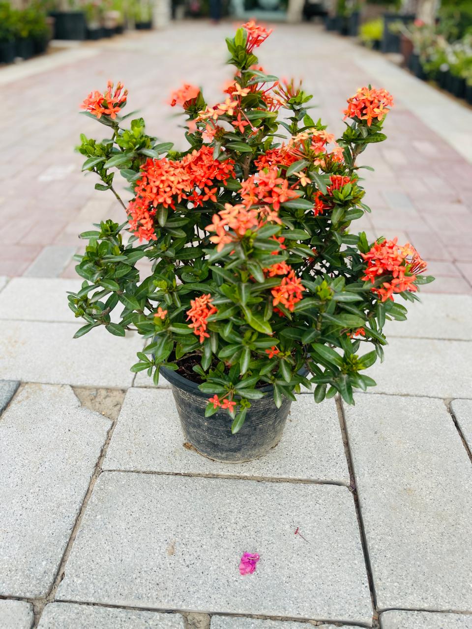 Ixora Chinensis | Outdoor Plants in Dubai