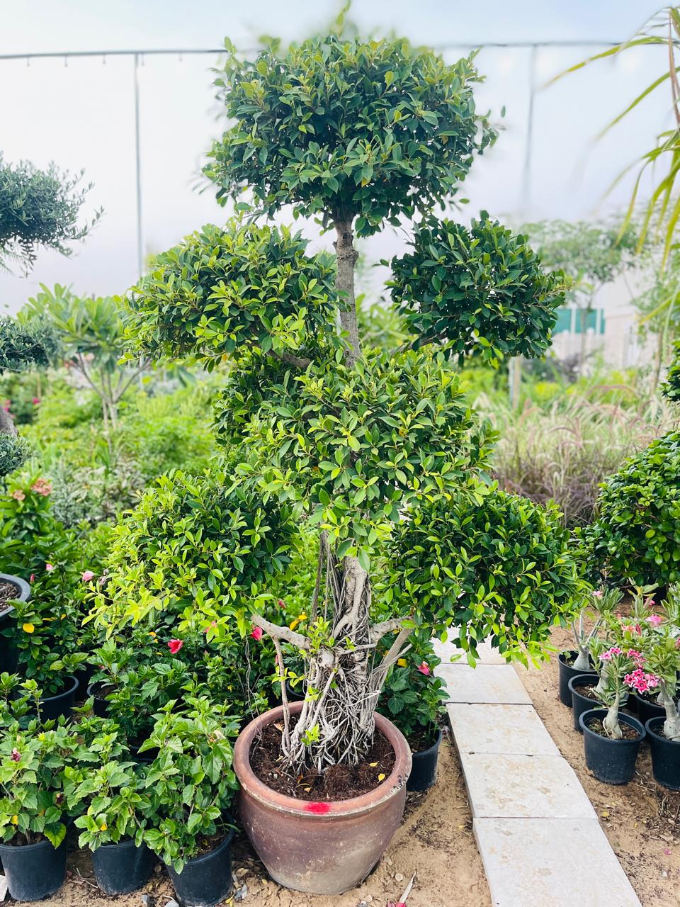 Ficus Natida Bonsai | Outdoor Plants in Dubai