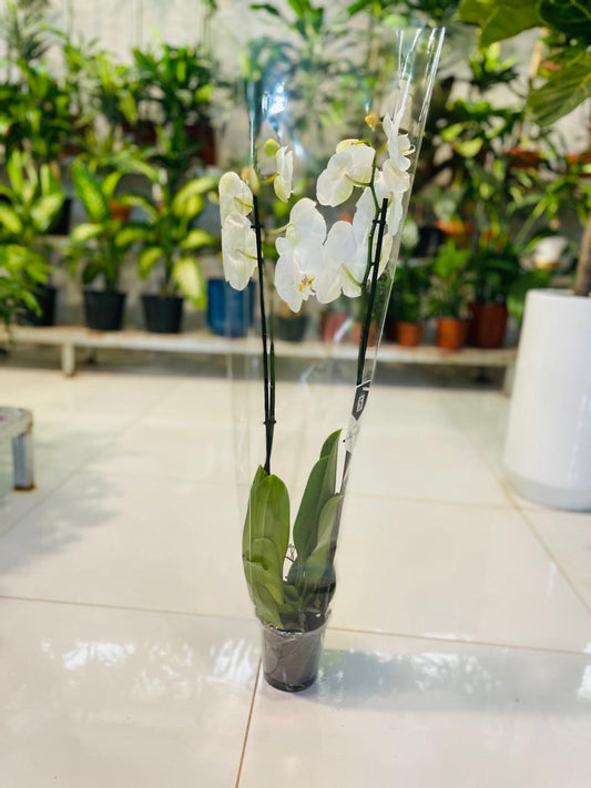 Orchid White Flower | Best Office Plants in Dubai