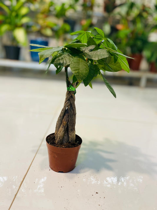 Pachira Aquatica Money Tree | Best Office Plants in Dubai