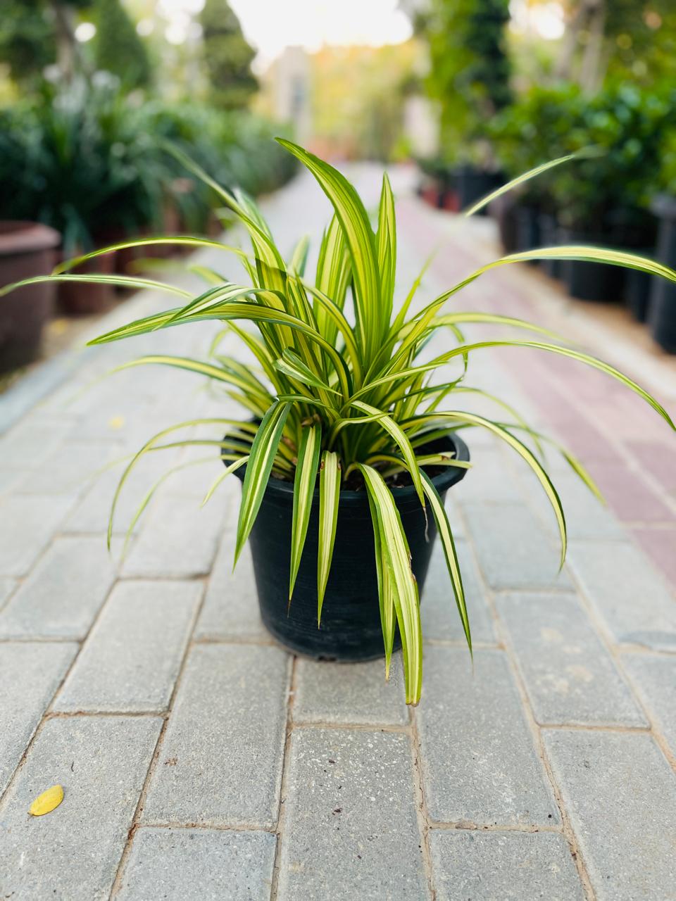 Golden Pandanus | Outdoor Plants in Dubai