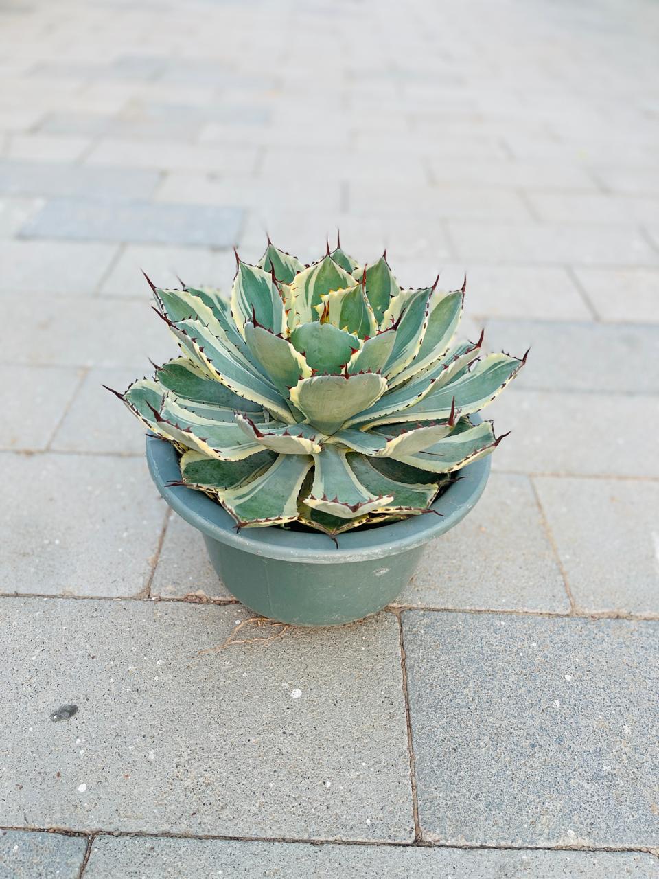 Agave Potatorum Albo Variegata | Best Indoor Plants in Dubai