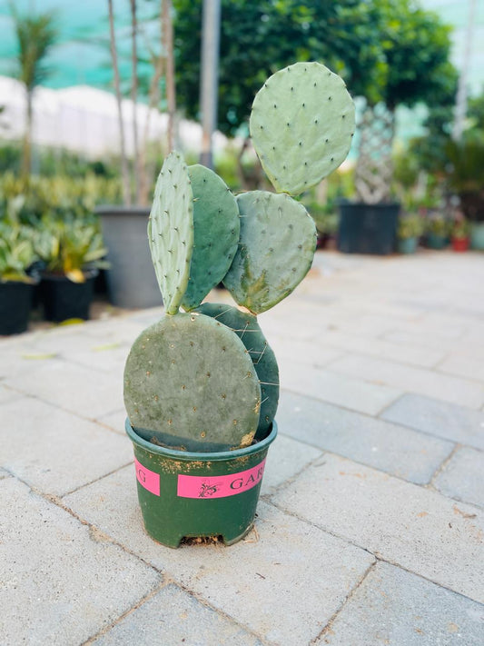 Wheel Cactus in Dubai