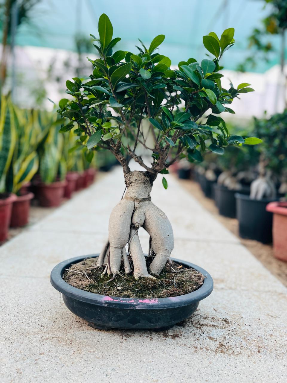 Ficus Bonsai Outdoor Tree in Dubai