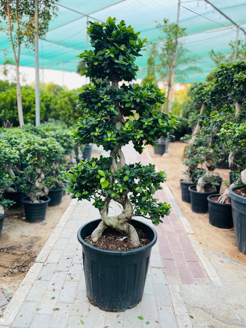 Ficus Bonsai Palnt in Dubai