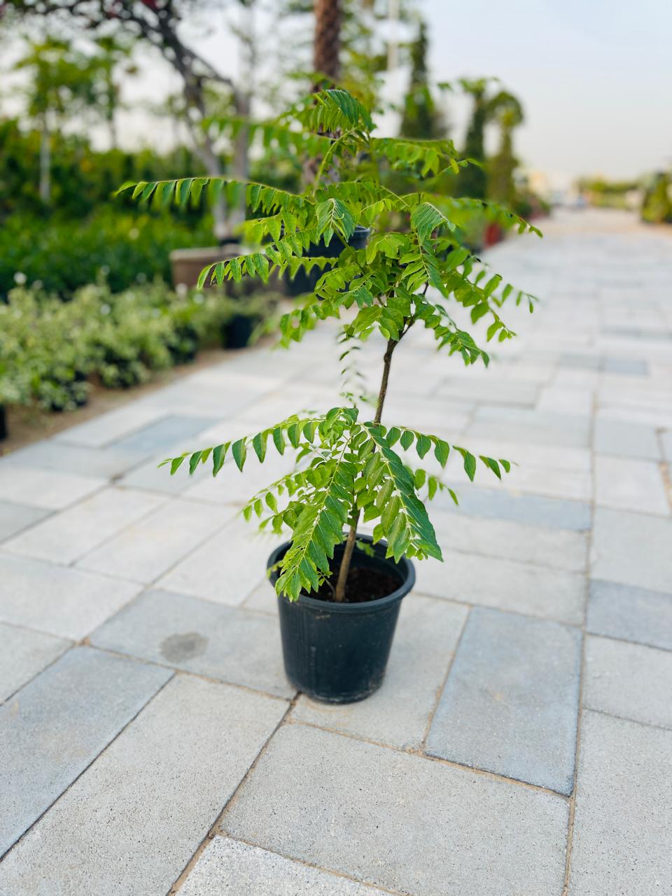 Curry Leaves | Outdoor Plants in Dubai