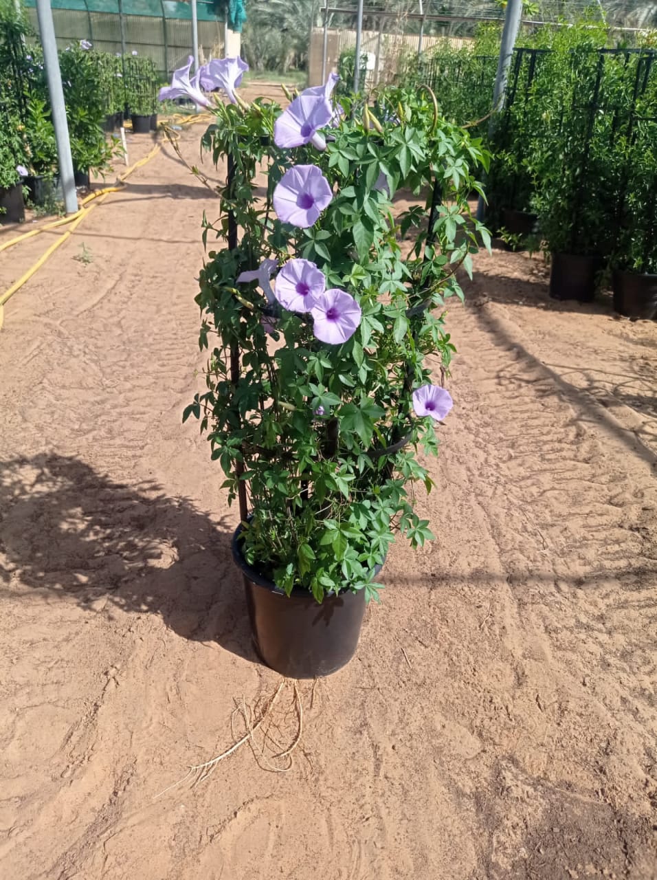 Ipomoea | Outdoor Plants in Dubai