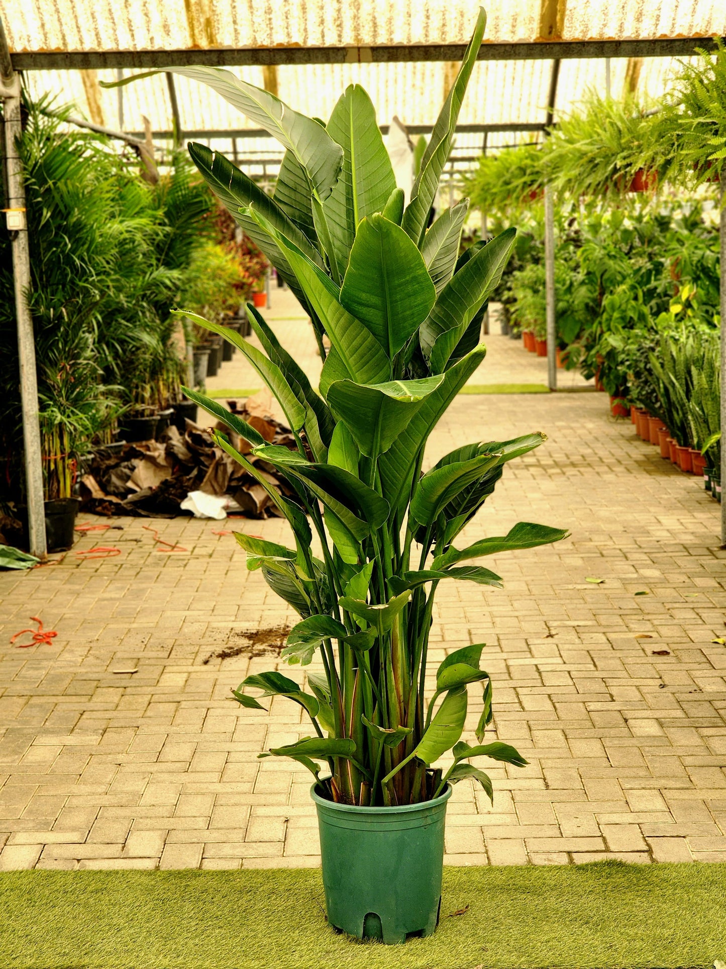 Bird of Paradise | Strelitzia Reginae | Best Indoor Plants in Dubai